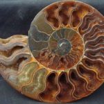 ammonite